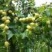《米枣》四川崭山米枣基地直发对接商超团购电商平台量大从