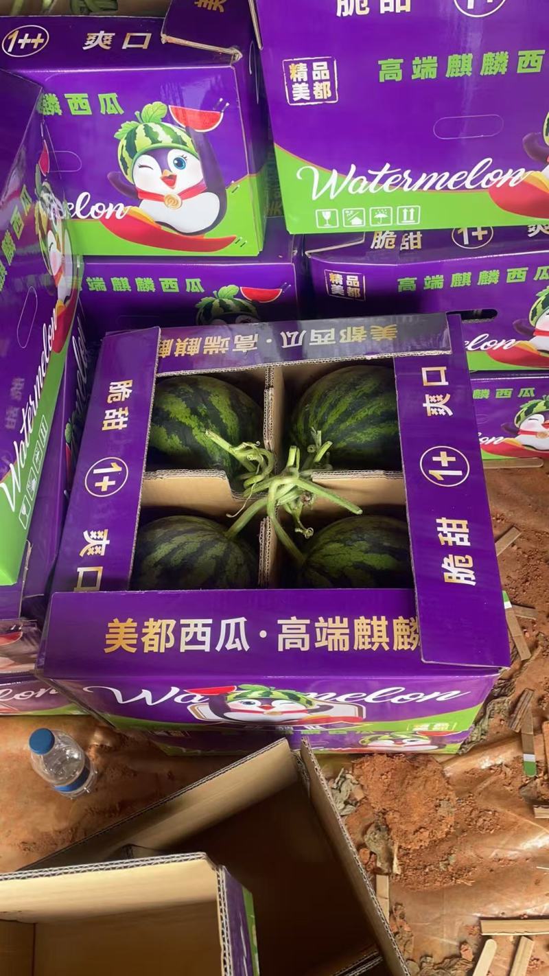 无籽美都麒麟瓜\云南文山无籽美都麒麟瓜\大量上市