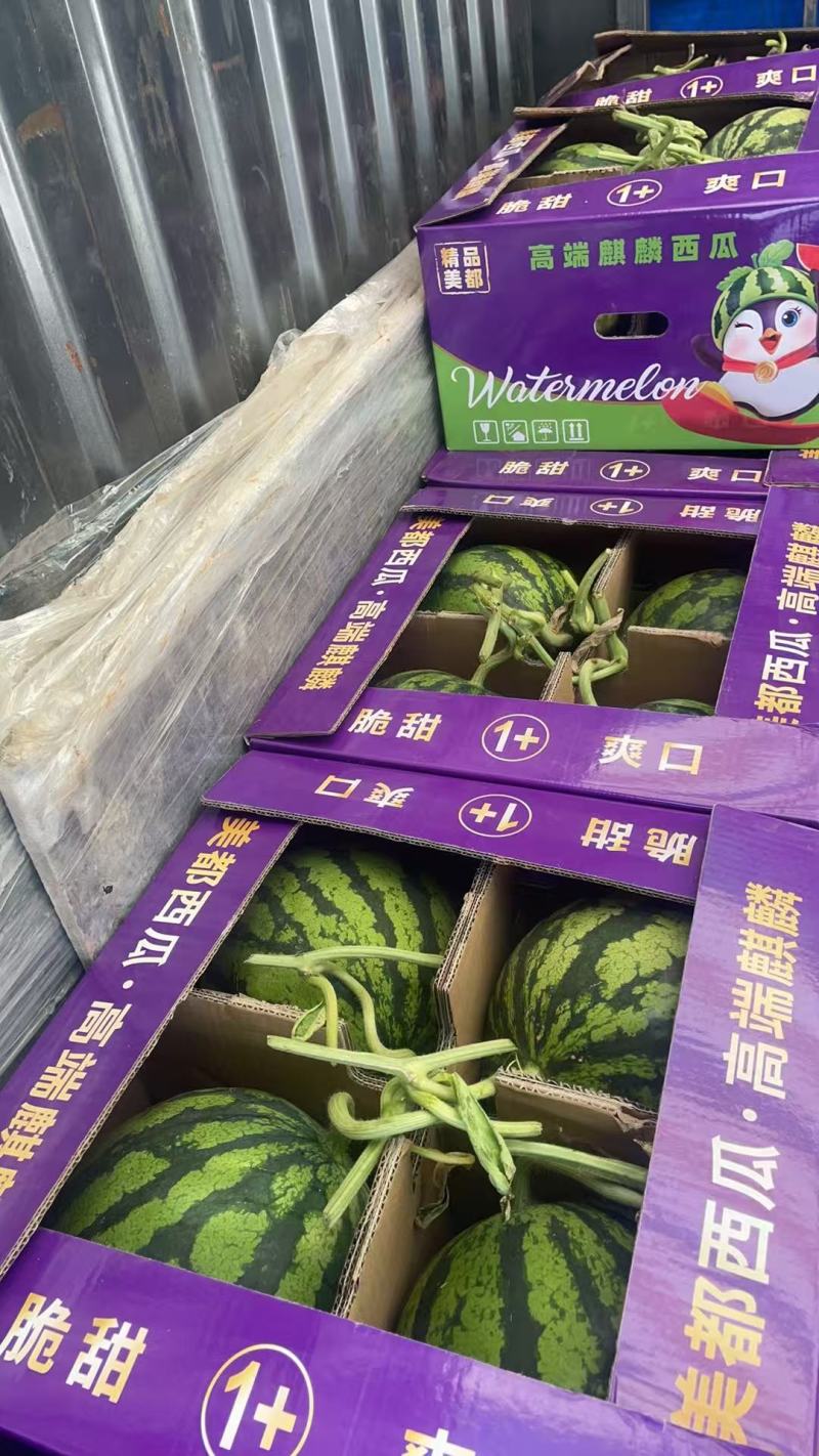 无籽美都麒麟瓜\云南文山无籽美都麒麟瓜\大量上市