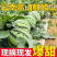 无籽美都麒麟瓜\云南文山无籽美都麒麟瓜\大量上市