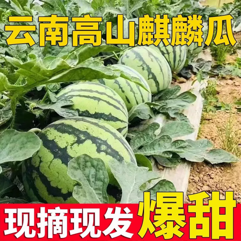 无籽美都麒麟瓜\云南文山无籽美都麒麟瓜\大量上市
