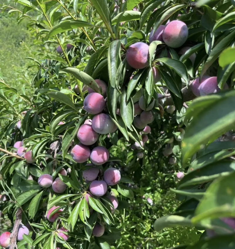 四川雅安高山5月脆，清脆脱骨，口感好，大量上市，欢迎订购