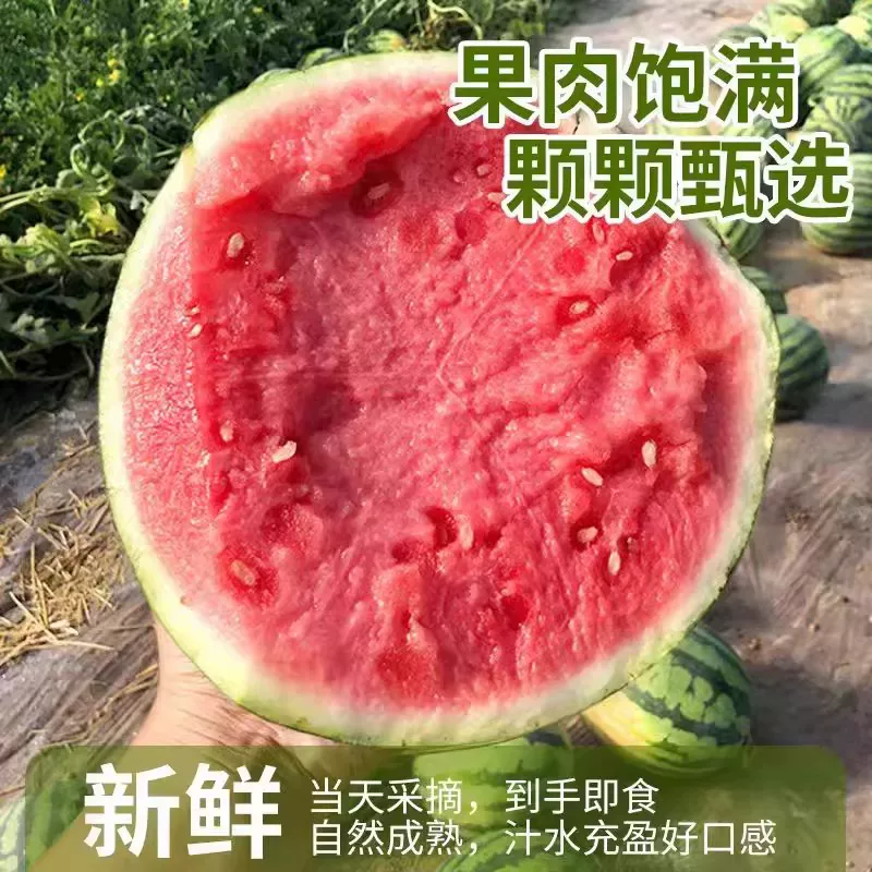 无籽美都麒麟瓜\云南文山无籽美都麒麟瓜\大量上市