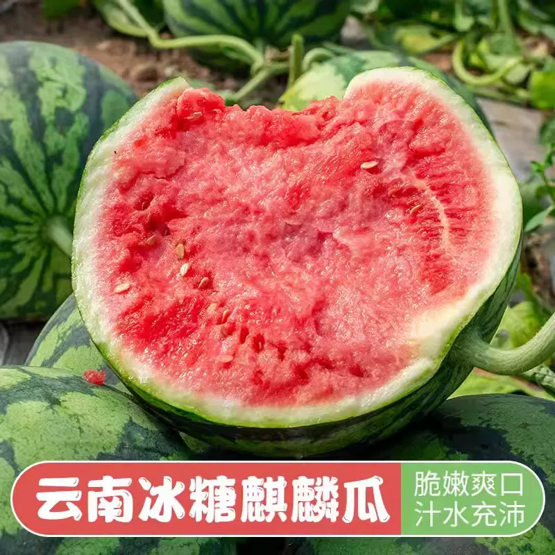 无籽美都麒麟瓜\云南文山无籽美都麒麟瓜\大量上市