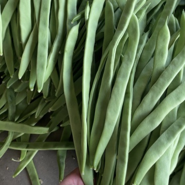 扁豆角#扁豆角、条型好，产地直供货源充足