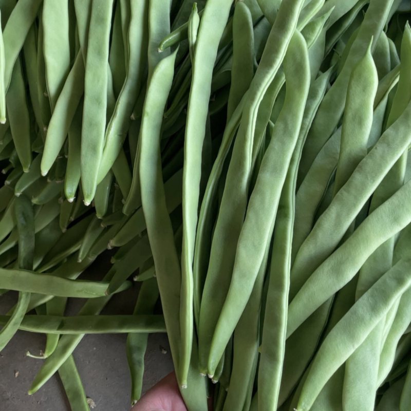 扁豆角#扁豆角、条型好，产地直供货源充足
