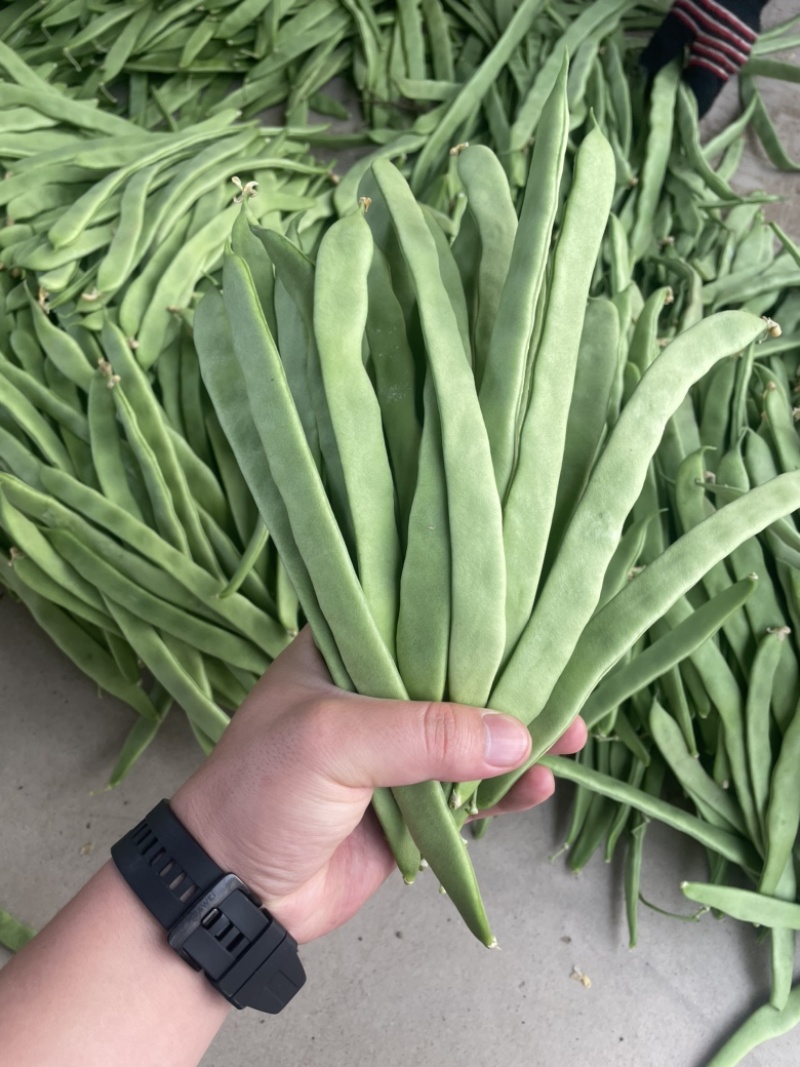 扁豆角#扁豆角、条型好，产地直供货源充足