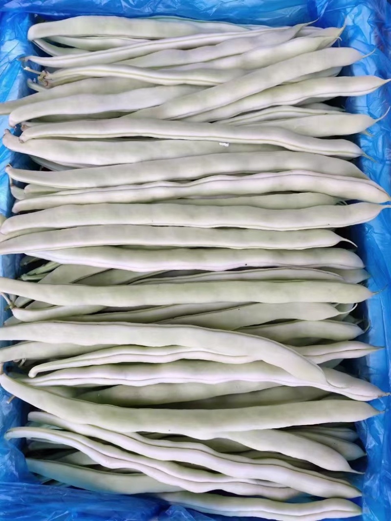 精品白豆白玉豆，白有义大量上市，产地代办，诚信经营