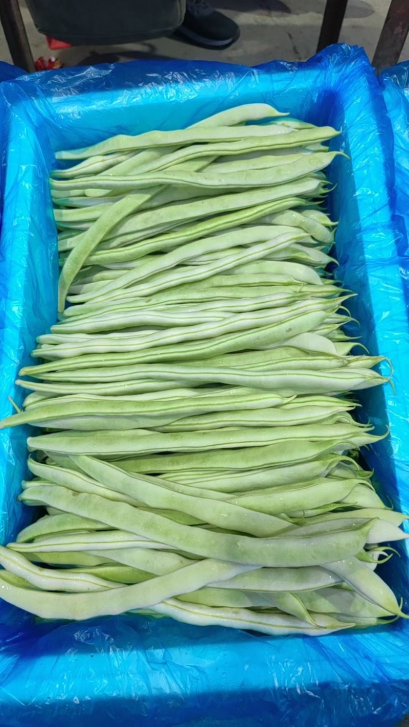 精品白豆白玉豆，白有义大量上市，产地代办，诚信经营