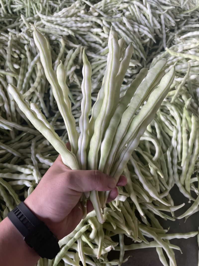 精品白豆白玉豆，白有义大量上市，产地代办，诚信经营