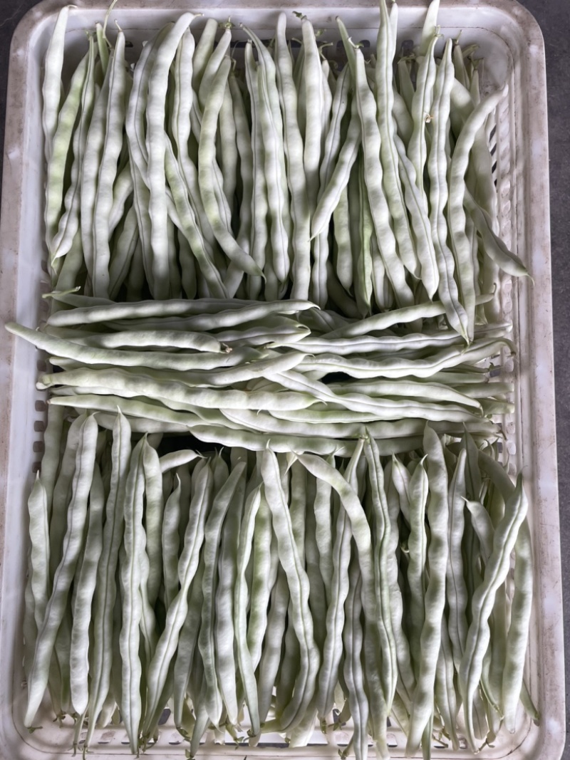 精品白豆白玉豆，白有义大量上市，产地代办，诚信经营