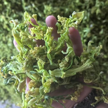 脱水花菜，厂家直发，大量有货，欢迎各位老板咨询采购