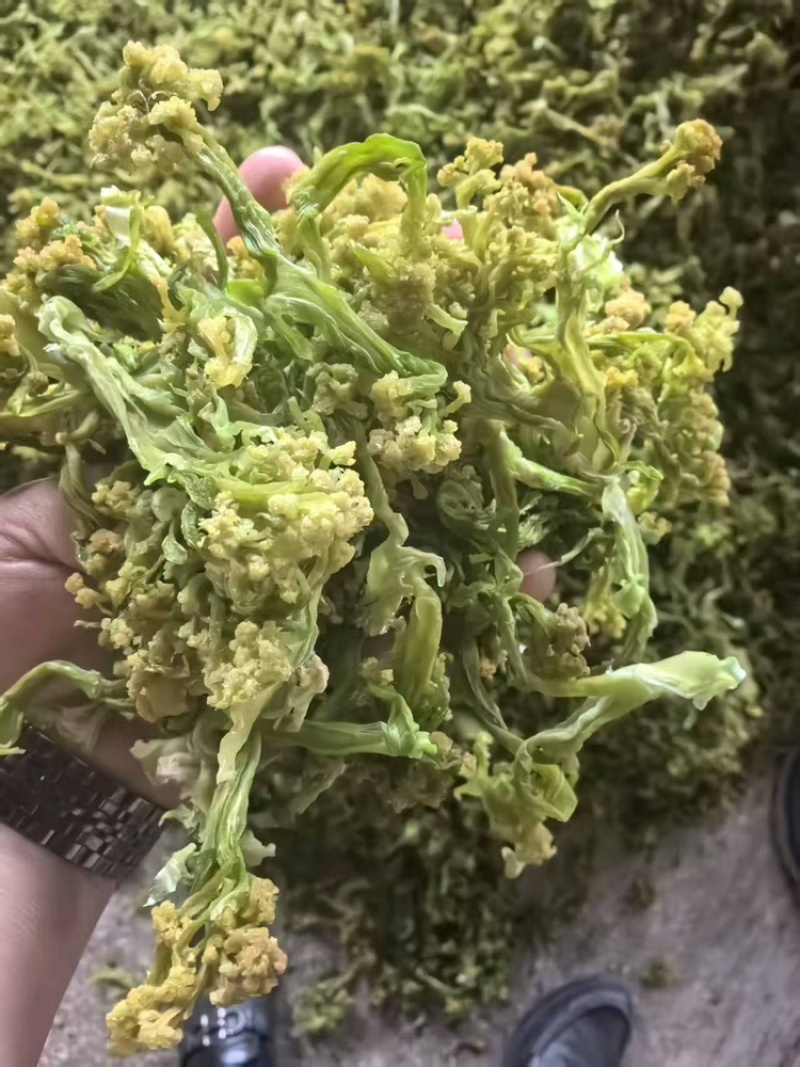 脱水花菜，厂家直发，大量有货，欢迎各位老板咨询采购