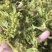 脱水花菜，厂家直发，大量有货，欢迎各位老板咨询采购