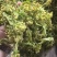 脱水花菜，厂家直发，大量有货，欢迎各位老板咨询采购