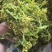 脱水花菜，厂家直发，大量有货，欢迎各位老板咨询采购