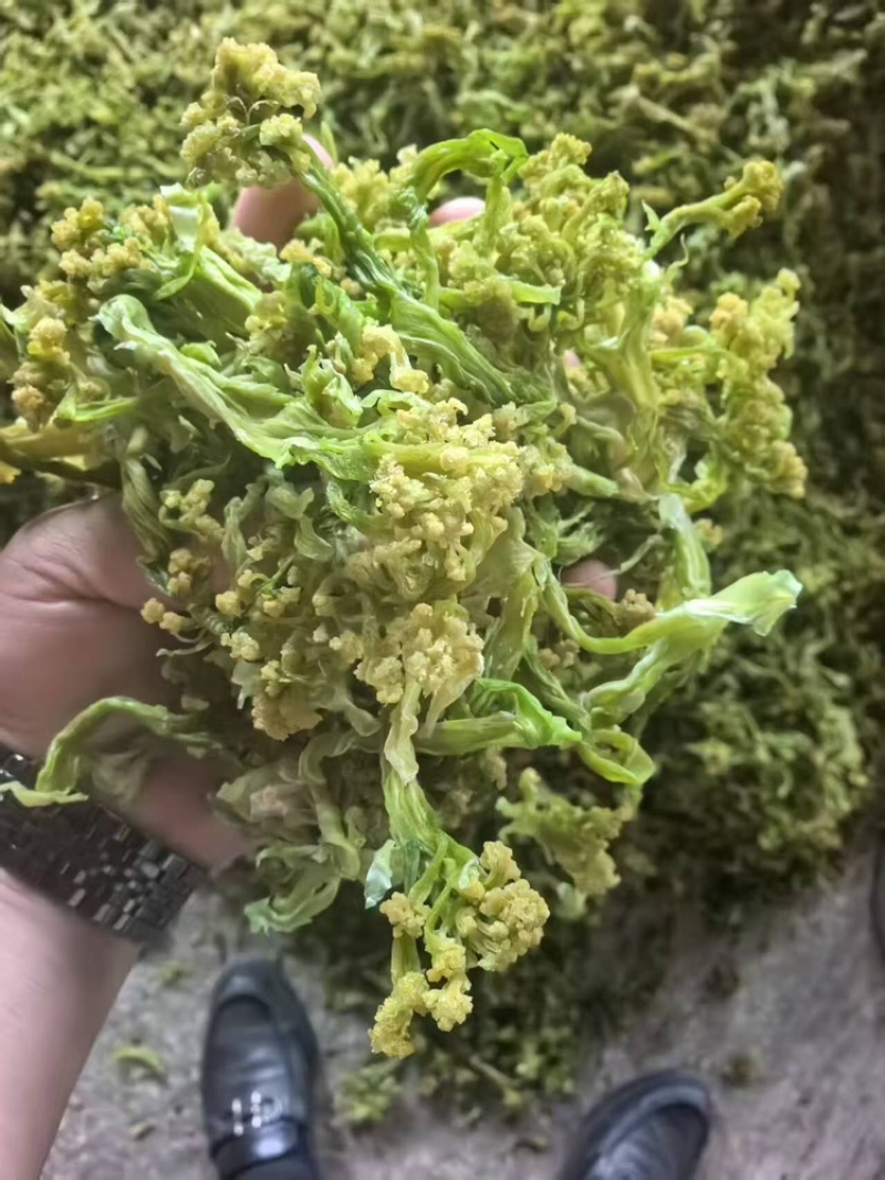 脱水花菜，厂家直发，大量有货，欢迎各位老板咨询采购