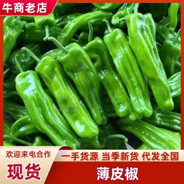 301辣椒厚皮辣椒可以提供纸箱泡沫箱框子网袋硬度好耐运输量大