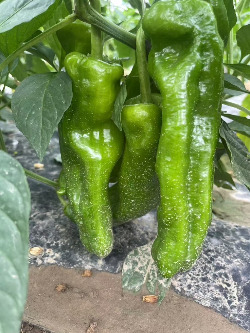 301辣椒厚皮辣椒可以提供纸箱泡沫箱框子网袋硬度好耐运输量大