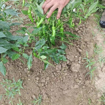 樟树椒