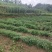 樟树椒