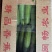 精品油皮丝瓜