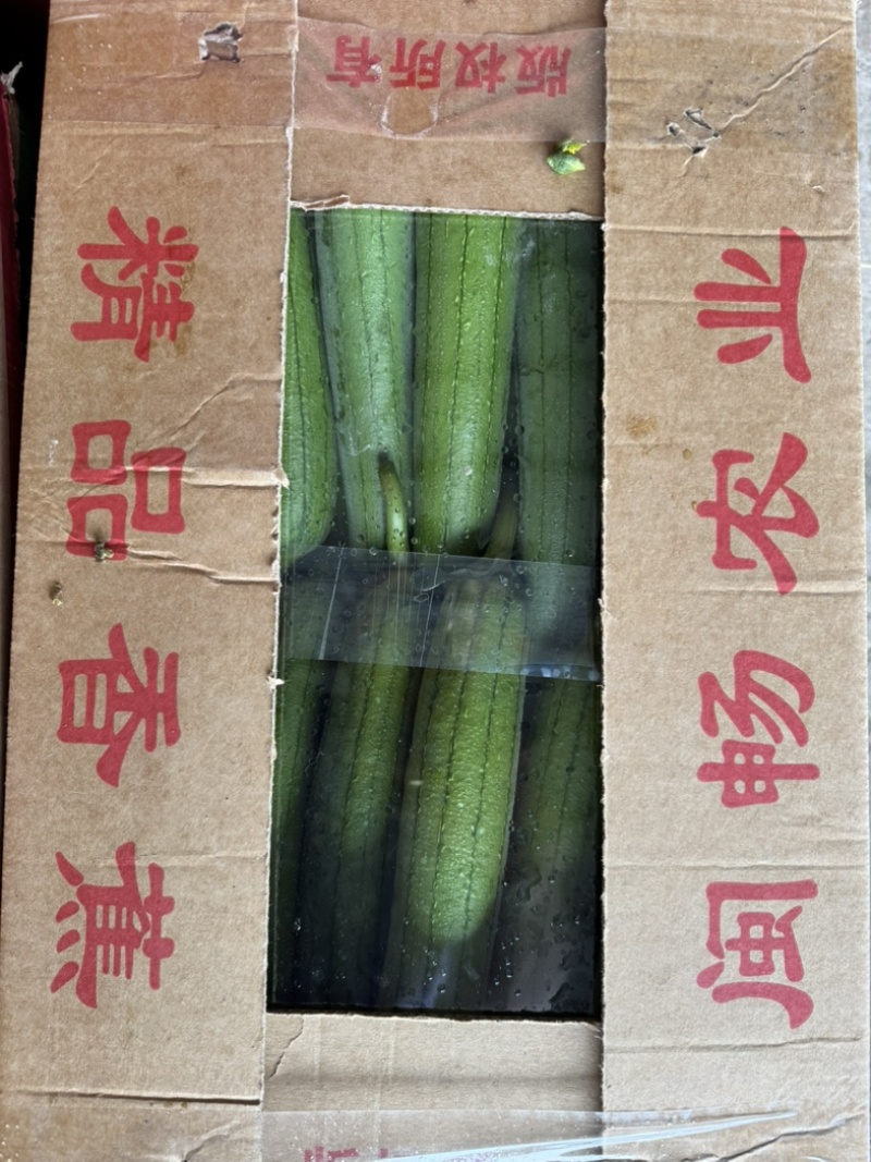 精品油皮丝瓜
