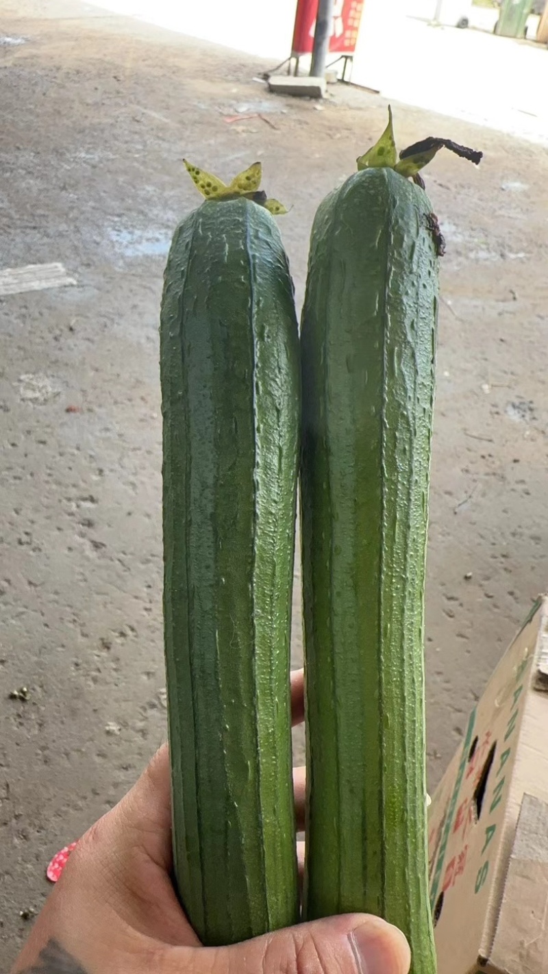 精品油皮丝瓜
