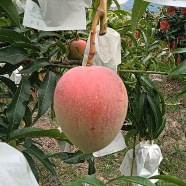 红头小澳