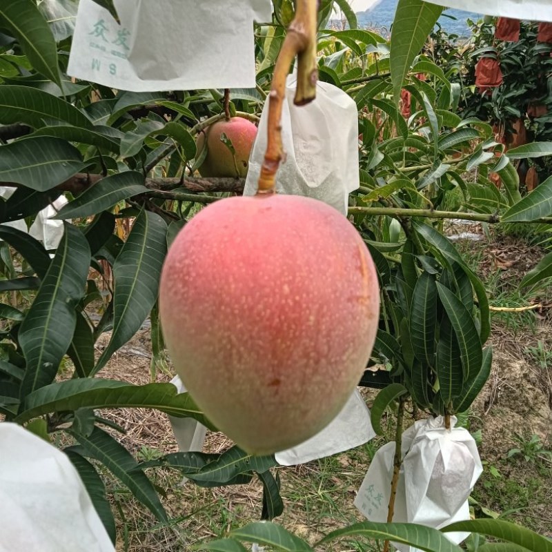 红头小澳