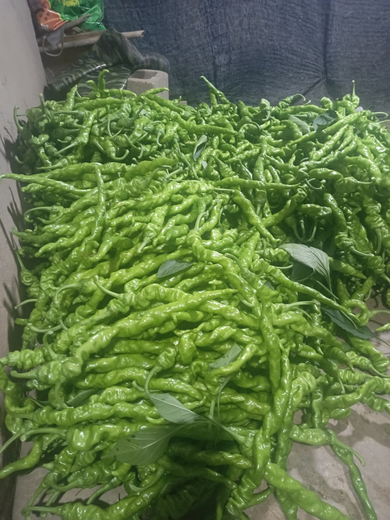 精品彩椒，螺丝椒，半月后大量上市