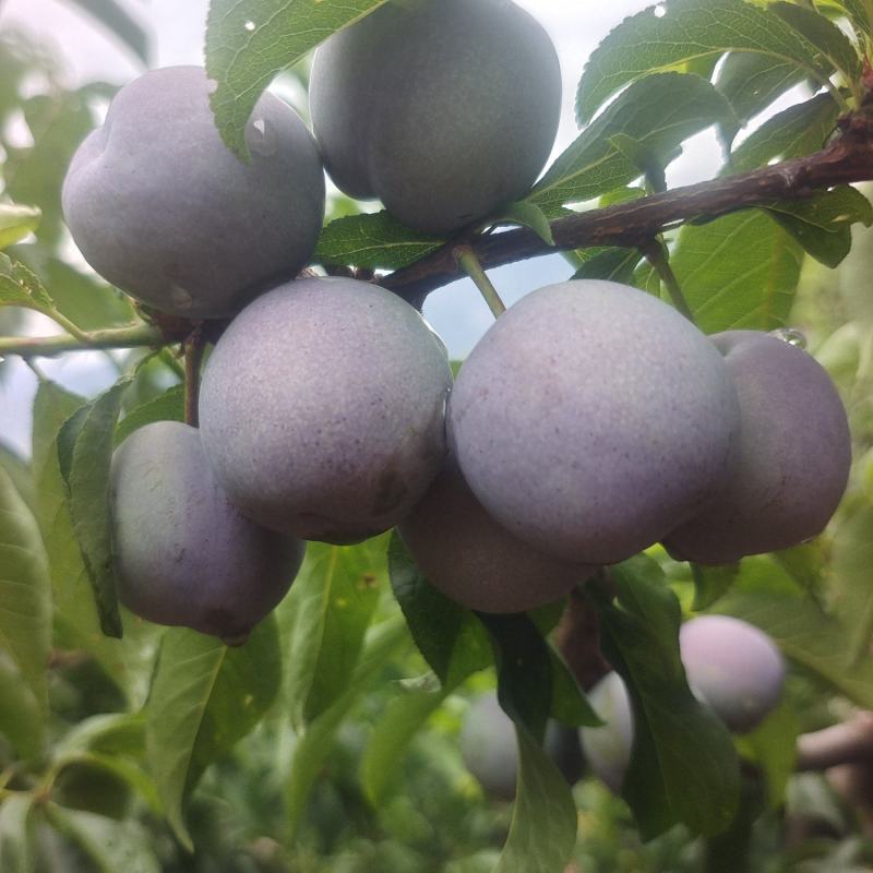 汉源5月脆，甜，口感好，甜，水份足，硬度好，量大，价也便