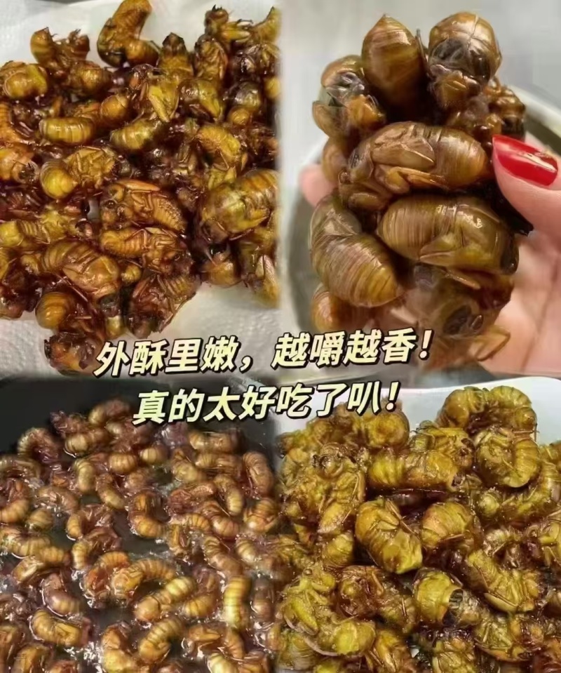 金蝉知了猴顺丰包邮快手～抖音～视频拼多一件代发