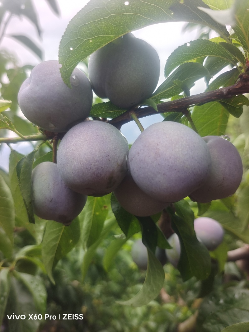 汉源5月脆，甜，口感好，甜，水份足，硬度好，量大，价也便