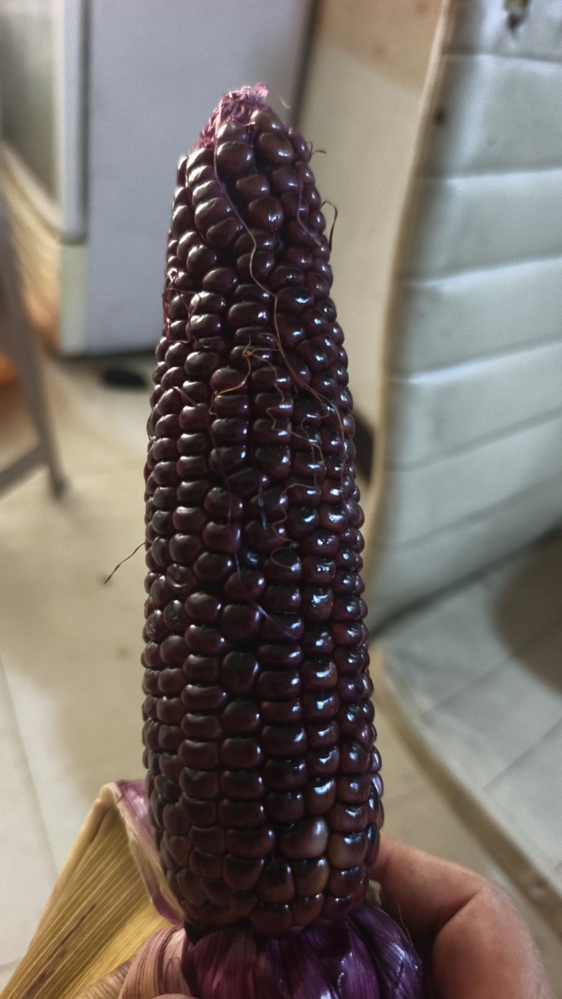 黑珍珠甜糯玉米
