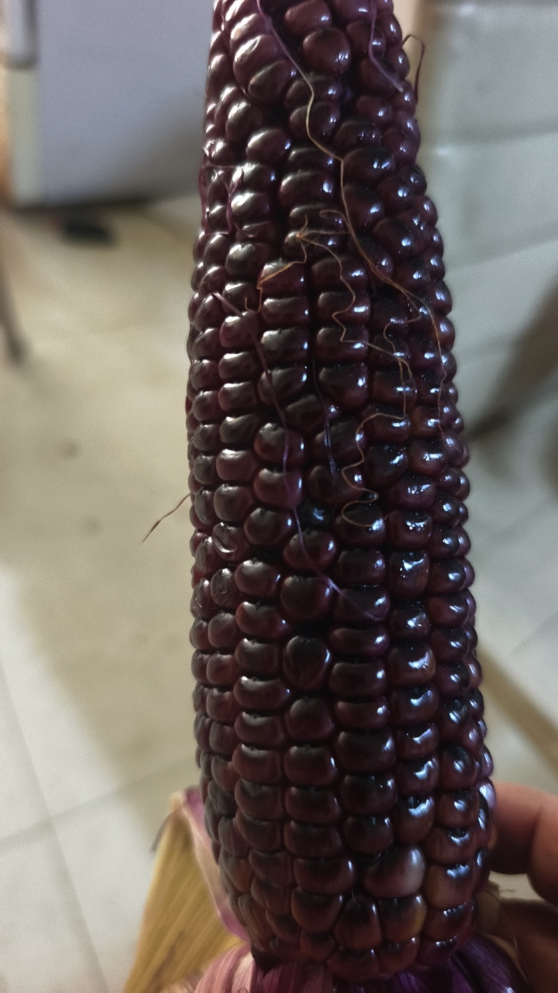黑珍珠甜糯玉米