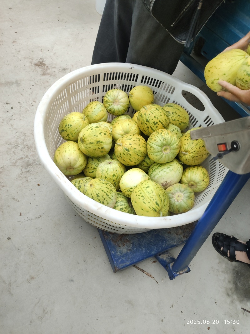 自种八里香甜瓜，不常在线，请用一亩田给我打电话联系，