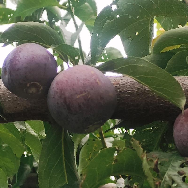汉源五月脆李（凤凰李）大量上市，口感好脱骨