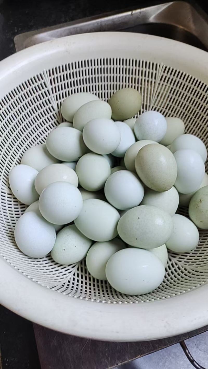 土鸡蛋绿壳鸡蛋