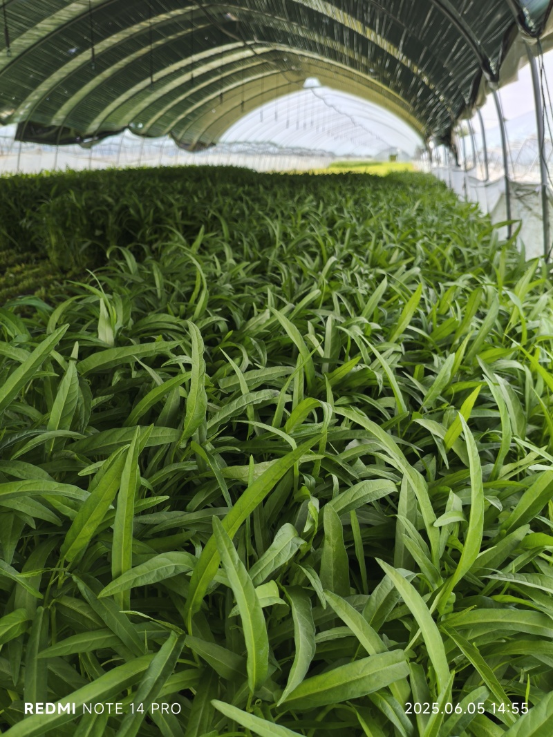 空心菜新鲜量大