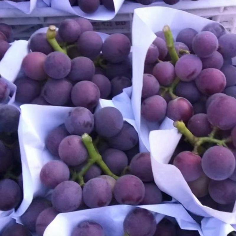 精品乒乓球