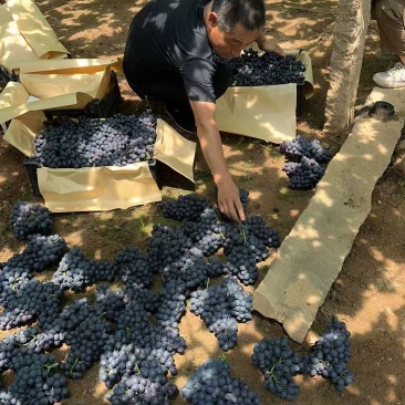 昌黎葡萄沟玫瑰香葡萄代收代发，质量保证价低