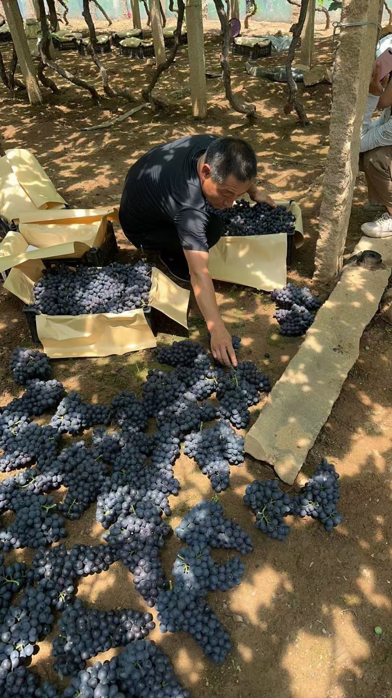 昌黎葡萄沟玫瑰香葡萄代收代发，质量保证价低