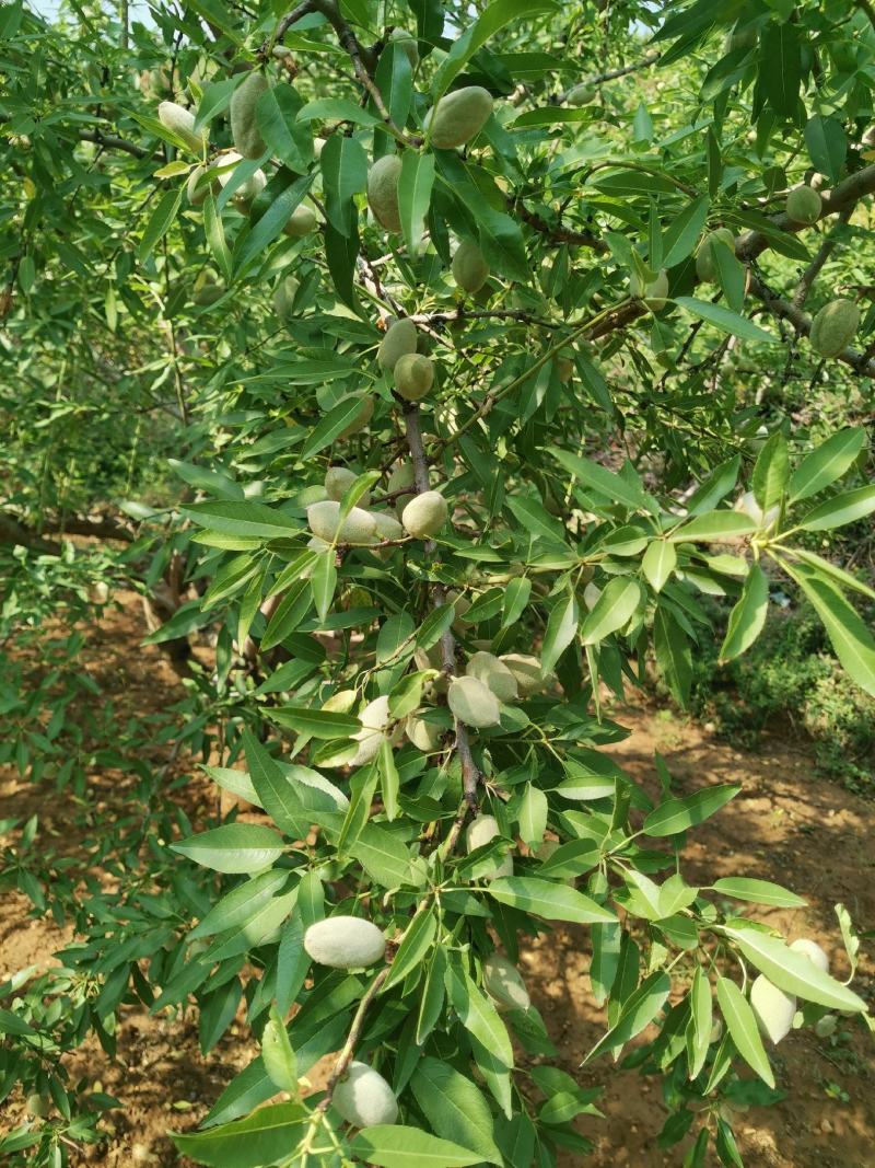 鲜巴旦木