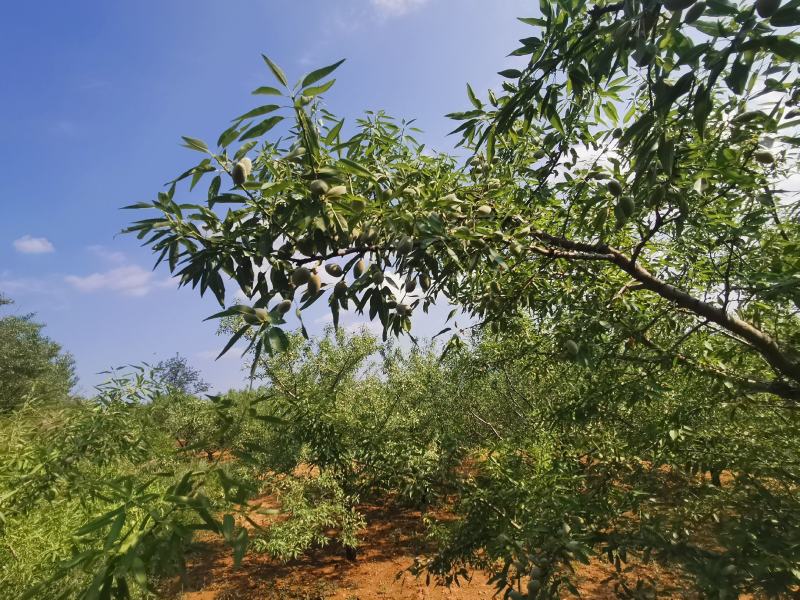 鲜巴旦木