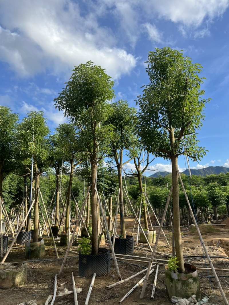 香樟树，大叶香樟，小叶香樟