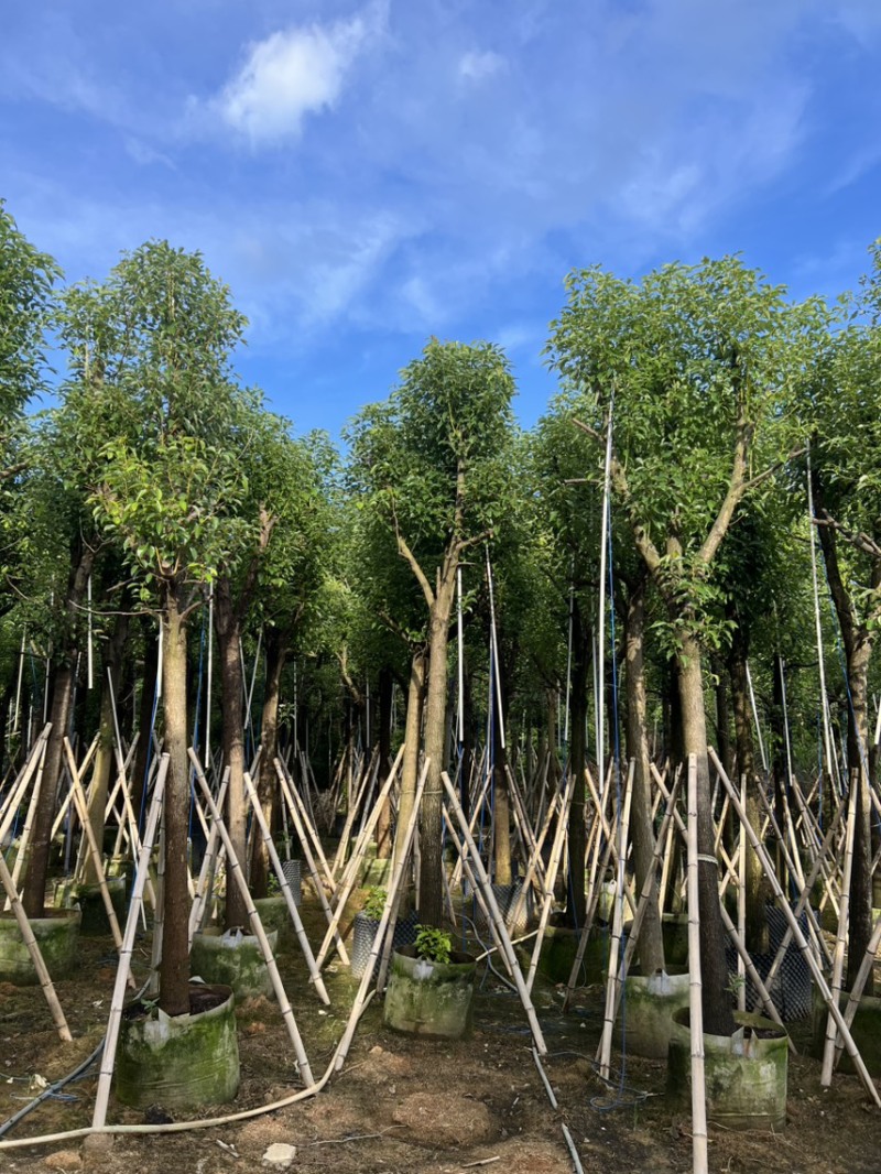 香樟树，大叶香樟，小叶香樟