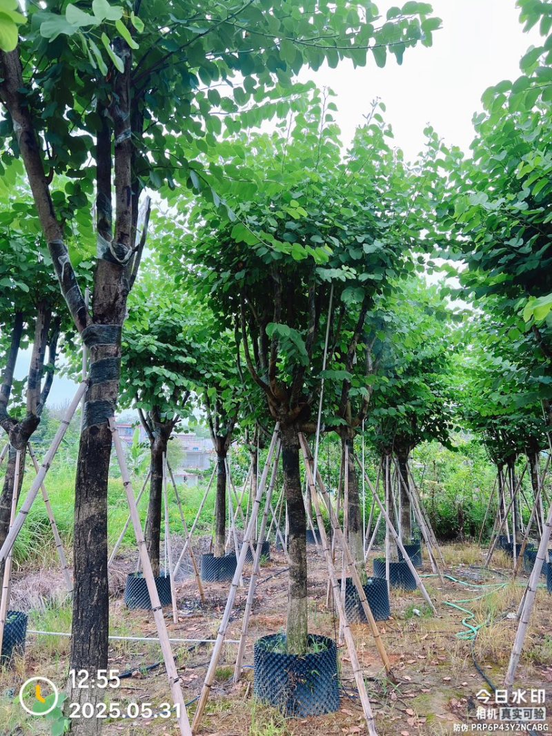 宫粉紫荆12-20
