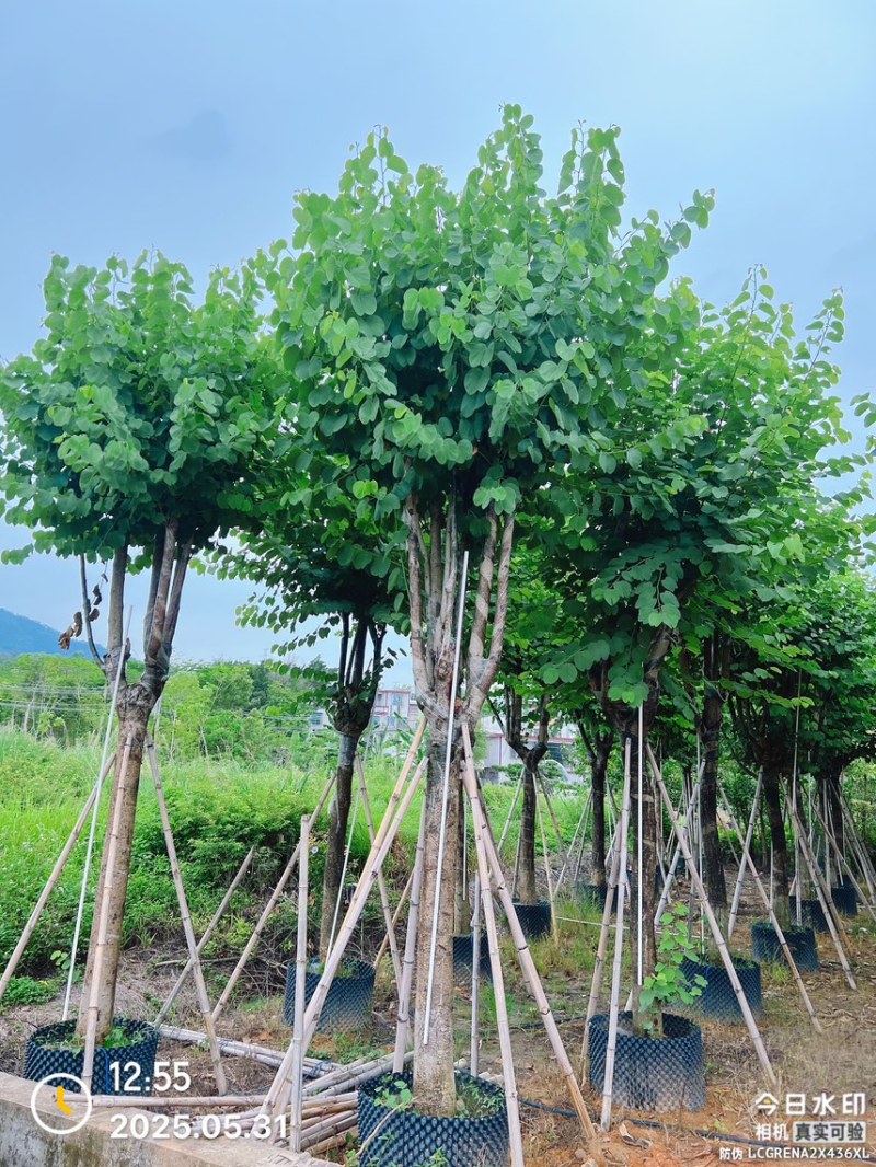 宫粉紫荆12-20