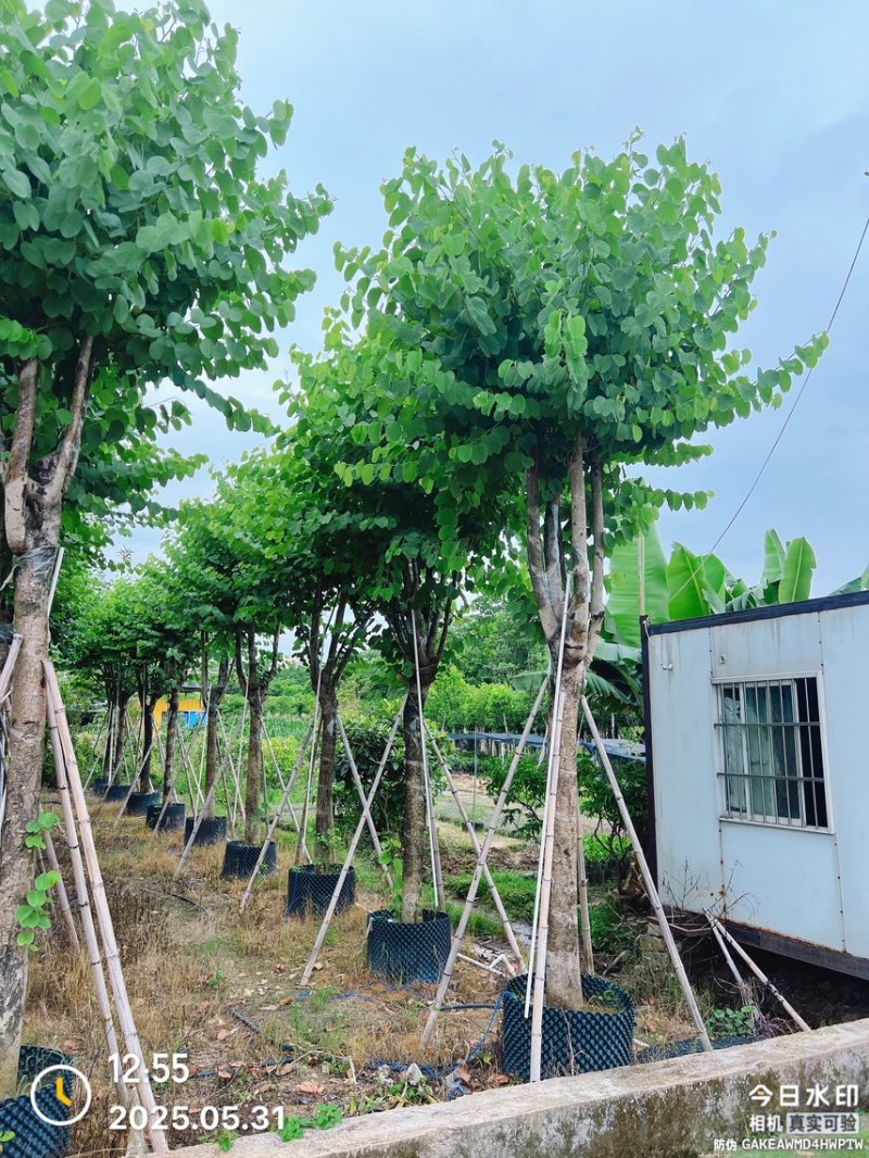 宫粉紫荆12-20